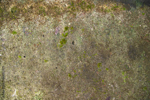Fungi Green Moss Texture abstract background concrete wall. Rusty, Grungy, Gritty Vintage Background