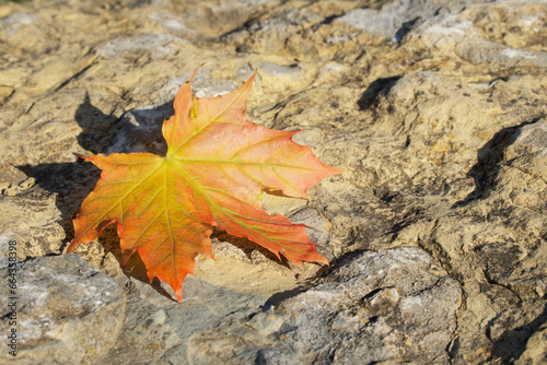 yellow maple leaf is lying on a big flat rock in the sunlight
