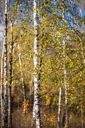 Natural autumn park with trees view.