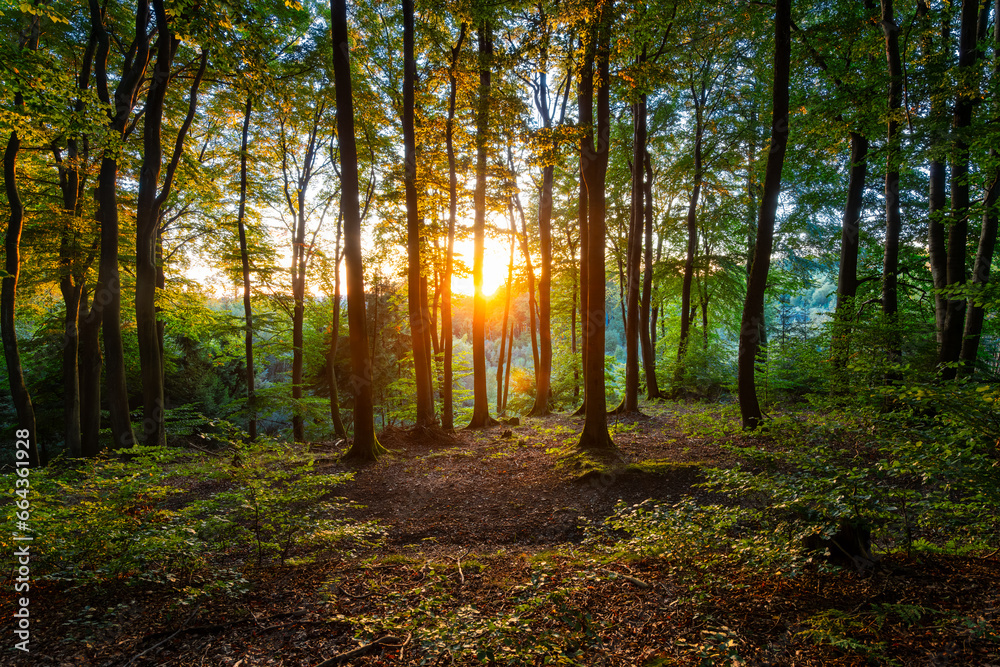 Obraz premium Colorful sunset in beech forest (Fagus) in Iserlohn, Germany. Idyllic warm autumn atmosphere with tall tree trunks, dry brownish foliage in Sauerland scenery at October fall season in the evening.