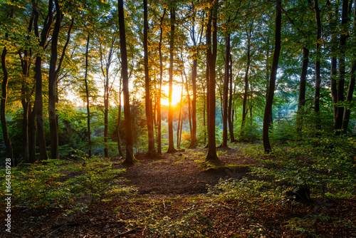 Colorful sunset in beech forest (Fagus) in Iserlohn, Germany. Idyllic warm autumn atmosphere with tall tree trunks, dry brownish foliage in Sauerland scenery at October fall season in the evening. © ON-Photography