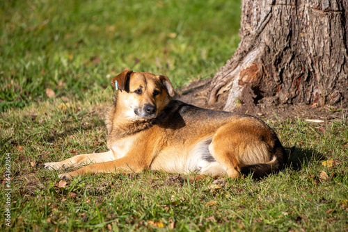 The dog lies on the grass, autumn park.