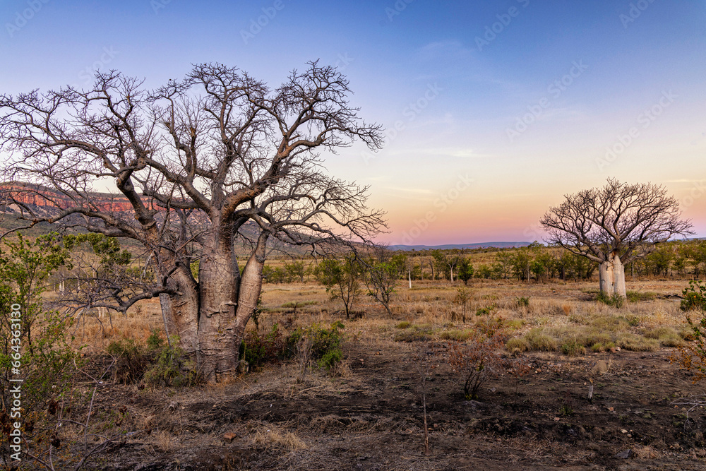 Boab tree, El Questro, Kimberley, West Australia, Australia - obrazy, fototapety, plakaty 