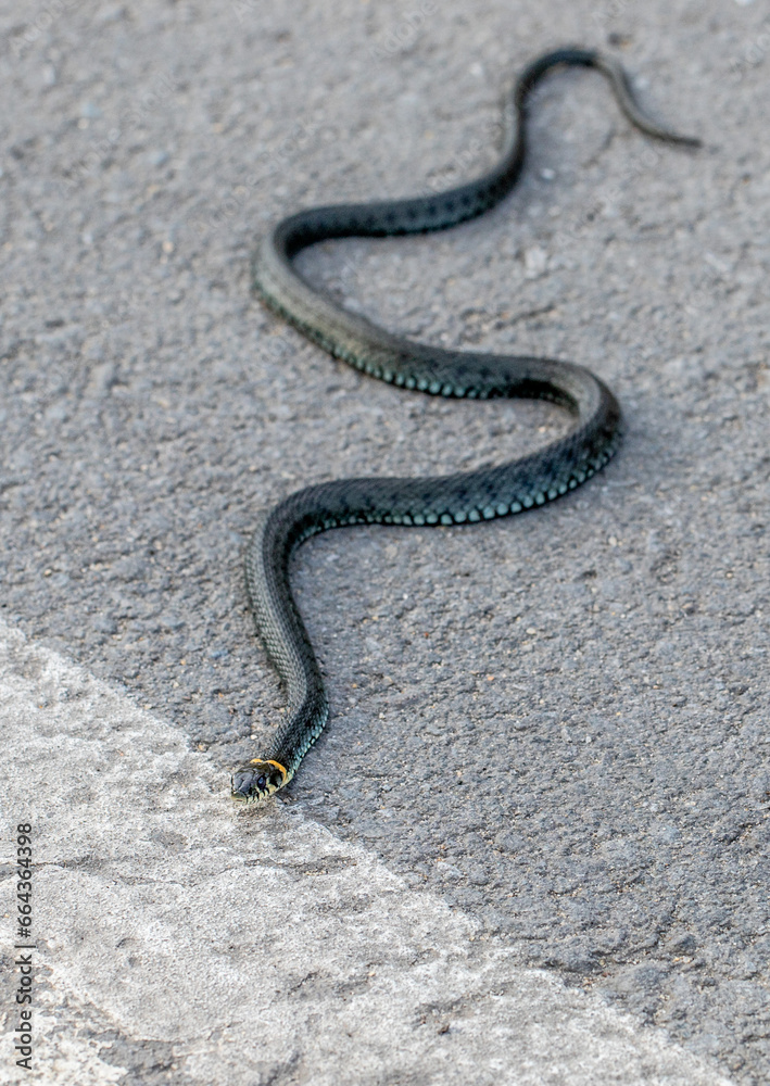 common grass snake, black snake on the asphalt