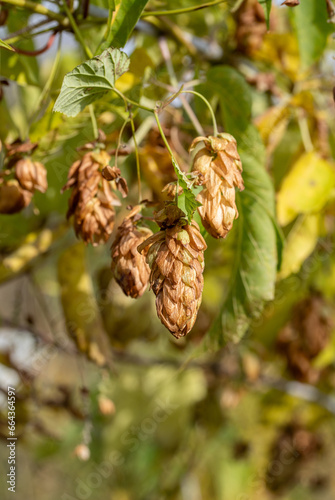 Wild dry hops growing on a branch in autumn.