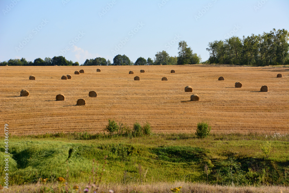 agricultural field with rolled haystacks in sunset copy space   