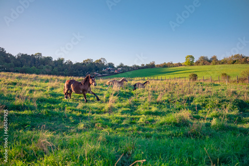 Horses gallop through a pasture with green grass © Vladyslav