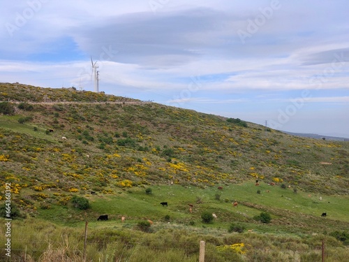 Nature in a cloudy day photo