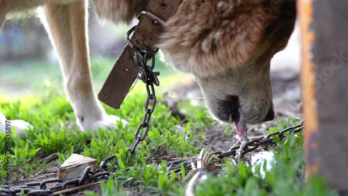 A red dog with a collar on a chain eats a treat on a hot summer day, close-up. Concept of care, feeding and care.