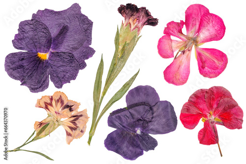 Set of dried flowers. Carnation buds, geraniums, pansies. Dry the plant cutout. Herbarium. Drie flower isolated. Botanical old garden. photo