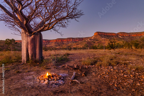 Boab tree, El Questro, Kimberley, West Australia, Australia photo