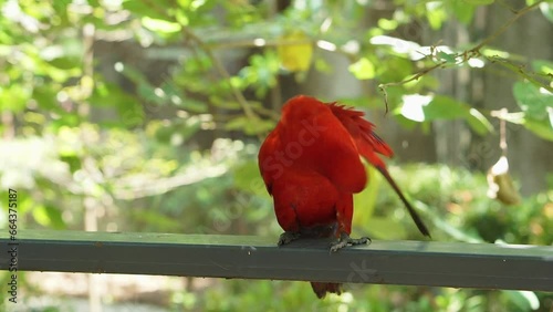 The red lory or Eos bornea perched on fence in a large botanical garden inside aviary dome, cleaning his wing. a species of parrot in the family Psittaculidae. photo