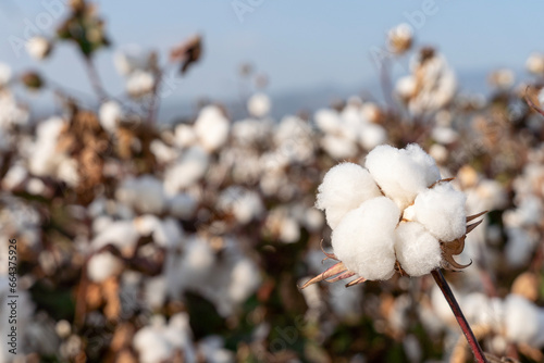 Close-up of cotton standing ready for harvest in a cotton field