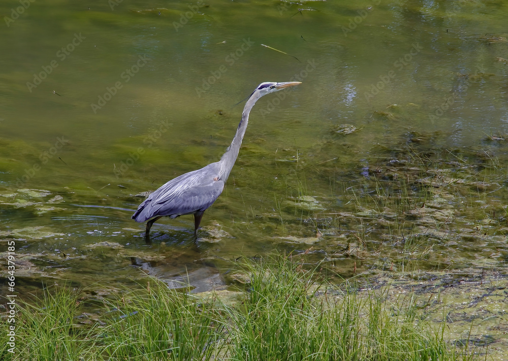 Fototapeta premium Great blue heron wading in a pond.