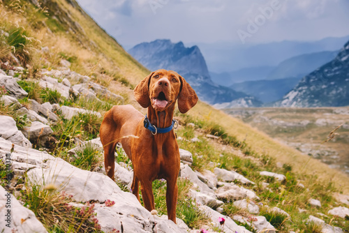 Obraz na płótnie Hungarian Vizsla Dog Portrait in Mountain Landscape w salonie