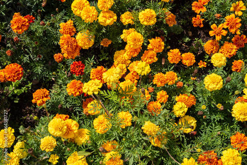 beautiful field full of blooming orange and yellow marigolds 