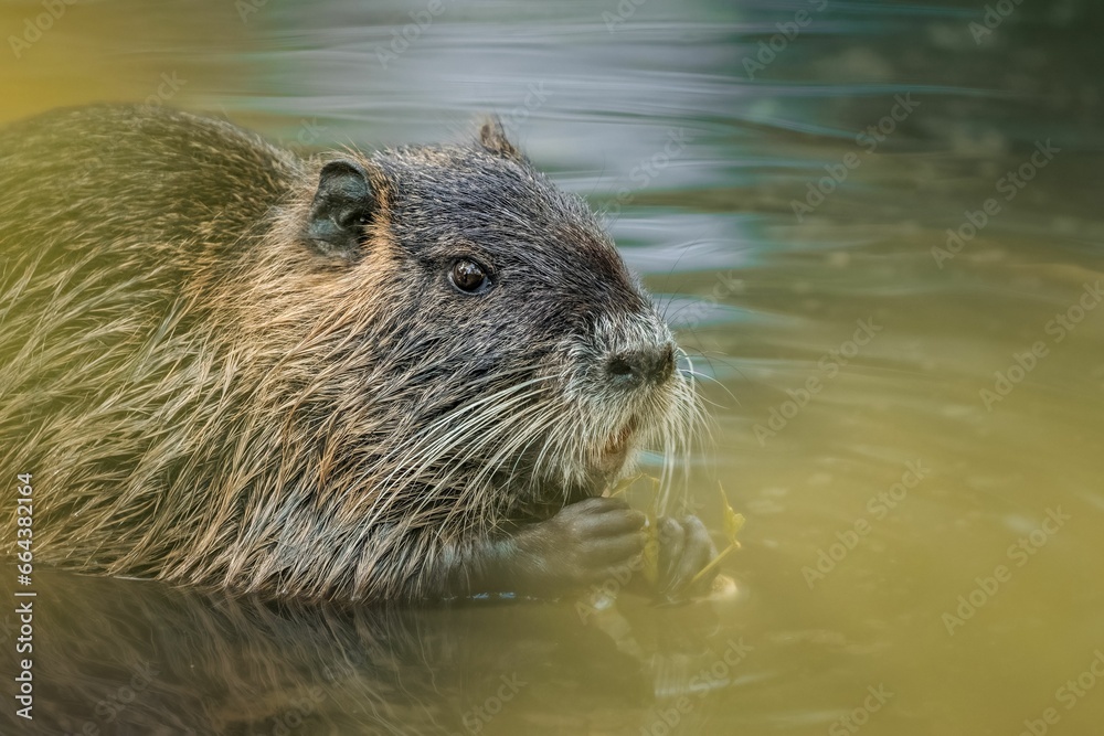 Beaver leisurely swimming in a tranquil lake. Beaver leisurely swimming in a tranquil lake.
