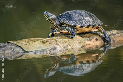 Obraz na plátně Green sea turtle basking on a floating log in a tranquil aquatic setting