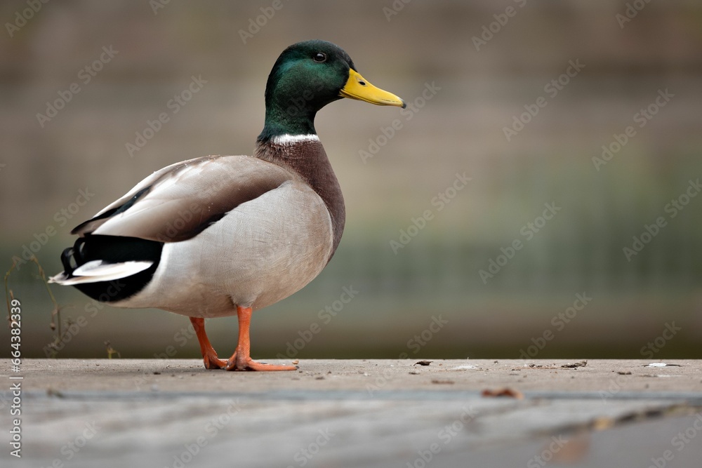 Duck standing on a grey concrete slab next to a body of water. Duck standing on a grey concrete slab next to a body of water.