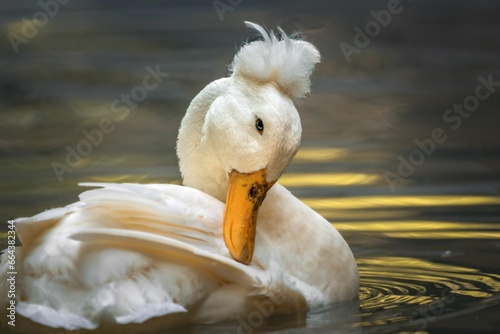 Crested pekin duck swimming in a body of water. photo