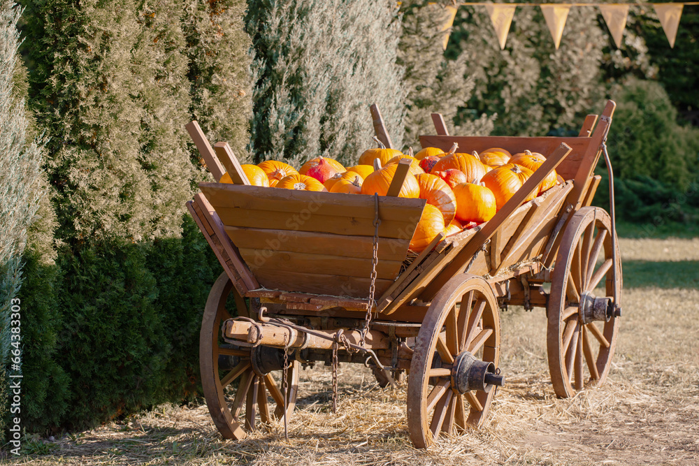 orange pumpkins in cart on farm in sunny autumn day