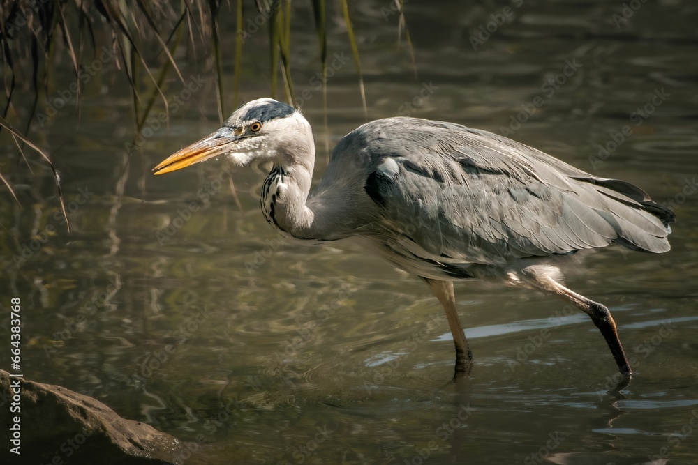 Grey heron standing in a shallow pool of water. Grey heron standing in a shallow pool of water.