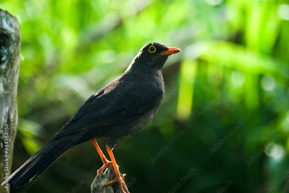 ave, naturaleza, fauna, animal, inhospitalario, pico, gorrión, emplumar, emplumar, café, joven, paloma, aviar, sucursal, jovenes, césped ave, naturaleza, fauna, animal, inhospitalario, pico, gorrión, emplumar, emplumar, café, joven, paloma, aviar, sucursal, jovenes, césped