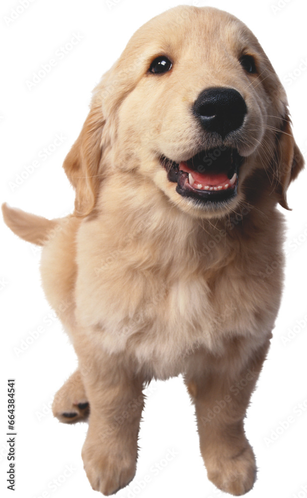 golden retriever puppy golden retriever puppy