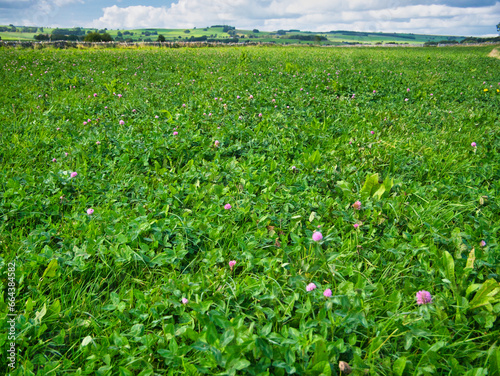 A field of red clover in Derbyshire, UK. photo