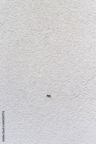 Ant walking on the white side wall of the house
