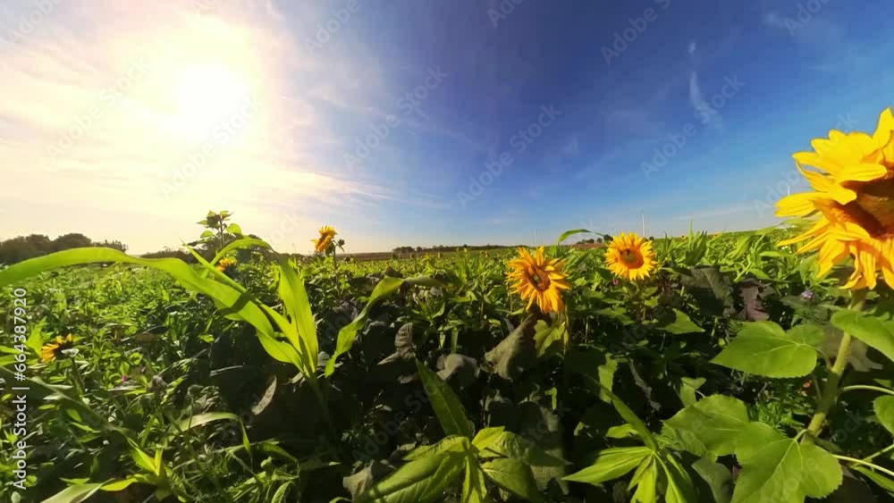 schöne Sonnenblumen wiegen sanft im Wind auf wunderschönem Sonnenblumenfeld, blauer Himmel, Nahaufnahme, Insekten