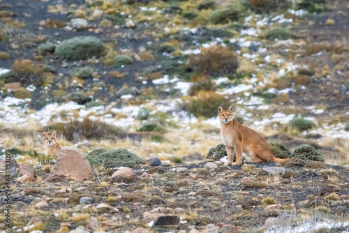 Puma walking in mountain environment  Torres del Paine National Park  Patagonia  Chile.