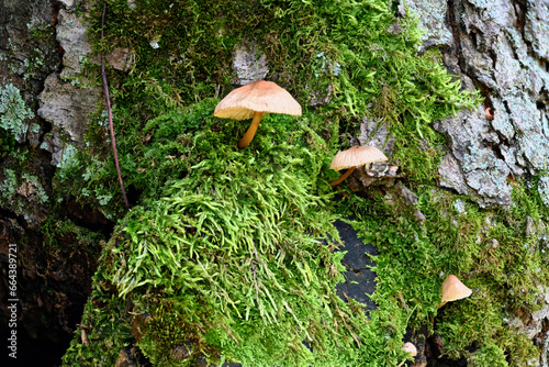 Tiny mushrooms growing on a moss-covered tree 