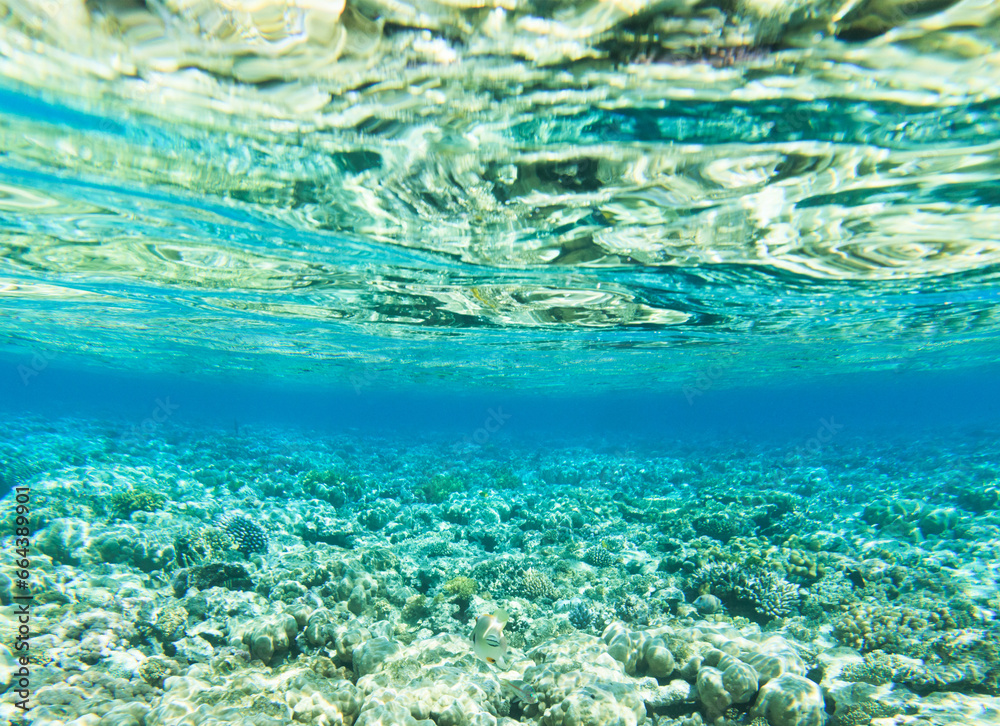 Fototapeta premium underwater