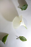 Zantedeschia aethiopica, conocida como cala o lirio etíope o nenúfar, planta herbácea perenne de origen sudafricano, de la familia Araceae, con pétalo y hojas verdes de sombras suaves                 