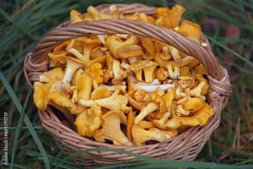 Freshly cut raw golden Chanterelle mushrooms placed in a wooden wicker basket standing outdoors on a green grass in a forest in autumn. Top view