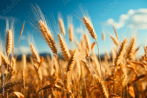 field of wheat, blue sky