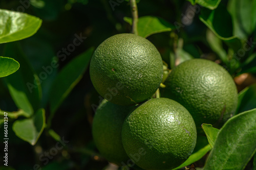 green oranges on a tree in Cyprus 12
