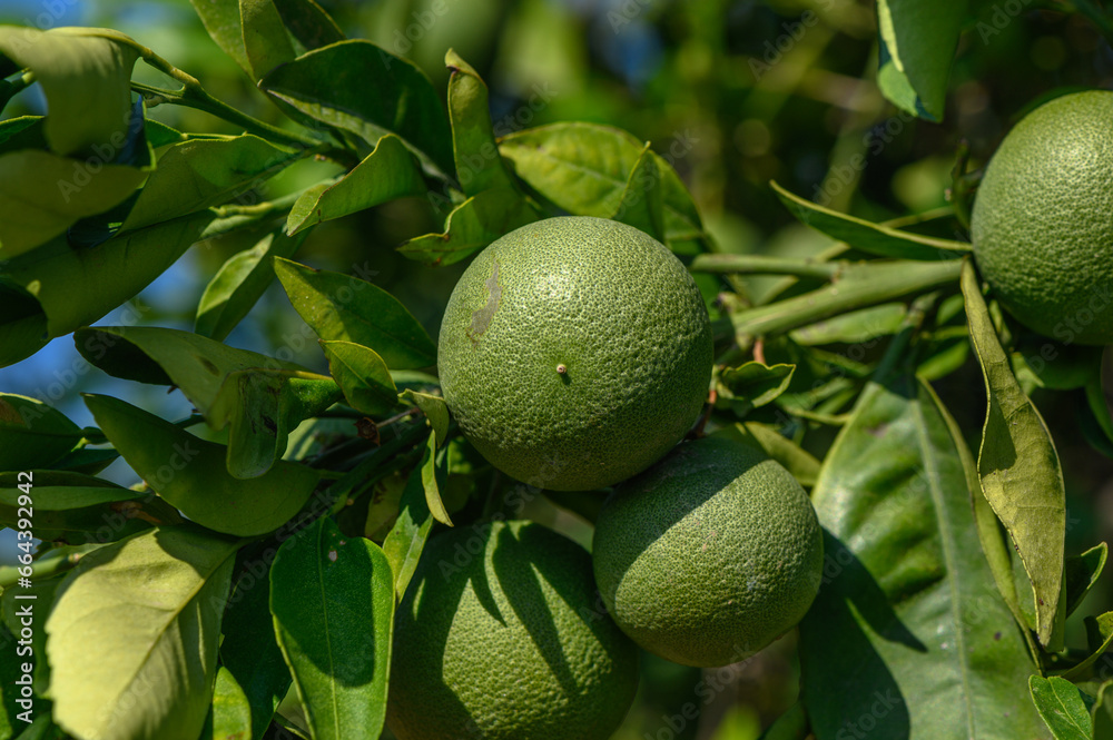 green oranges on a tree in Cyprus13