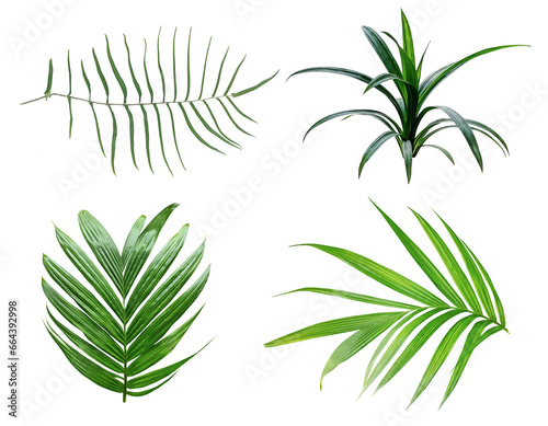 Green palm tree leaves Bundle on white background, leaf isolated set, green leaf plant eco nature tree branch isolated