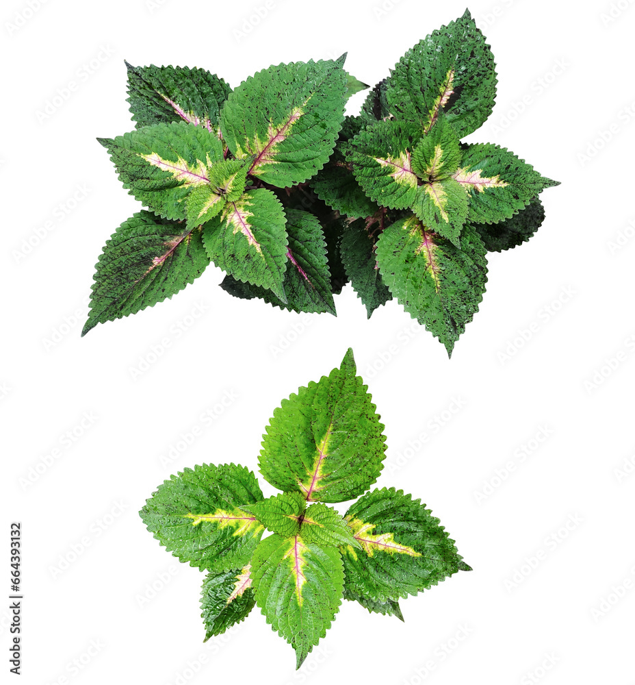 Green leaves Bundle on white background, leaf isolated set, green leaf plant eco nature tree branch isolated