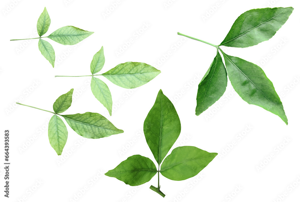 Green leaves Bundle on white background, leaf isolated set, green leaf plant eco nature tree branch isolated