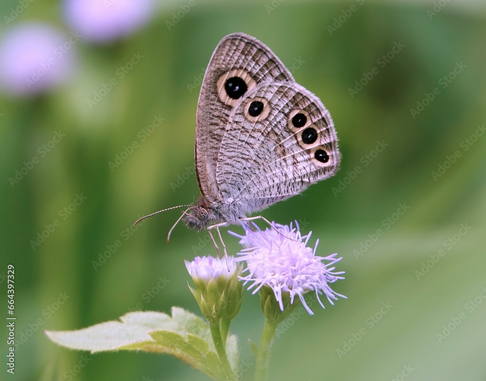 Brown common fourring (Ypthima huebneri) butterfly perched atop a vibrant purple wildflower Brown common fourring (Ypthima huebneri) butterfly perched atop a vibrant purple wildflower