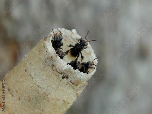 Close-up of an insect trap containing a cluster of ants
