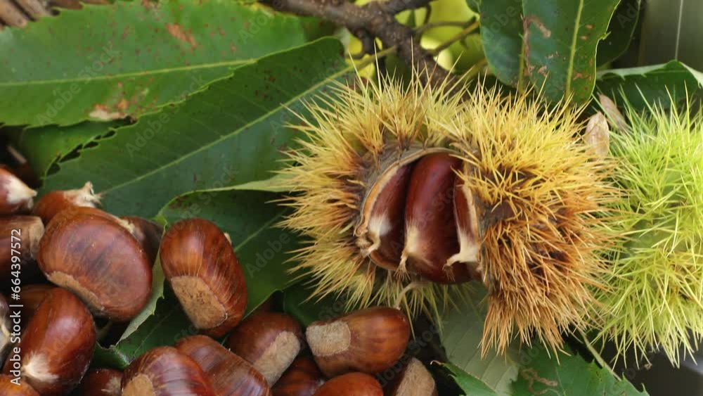 Ripe chestnuts close up. Sweet edible chestnuts. Husked chestnuts, chestnuts with skin. Ripe chestnuts close up. Sweet edible chestnuts. Husked chestnuts, chestnuts with skin.