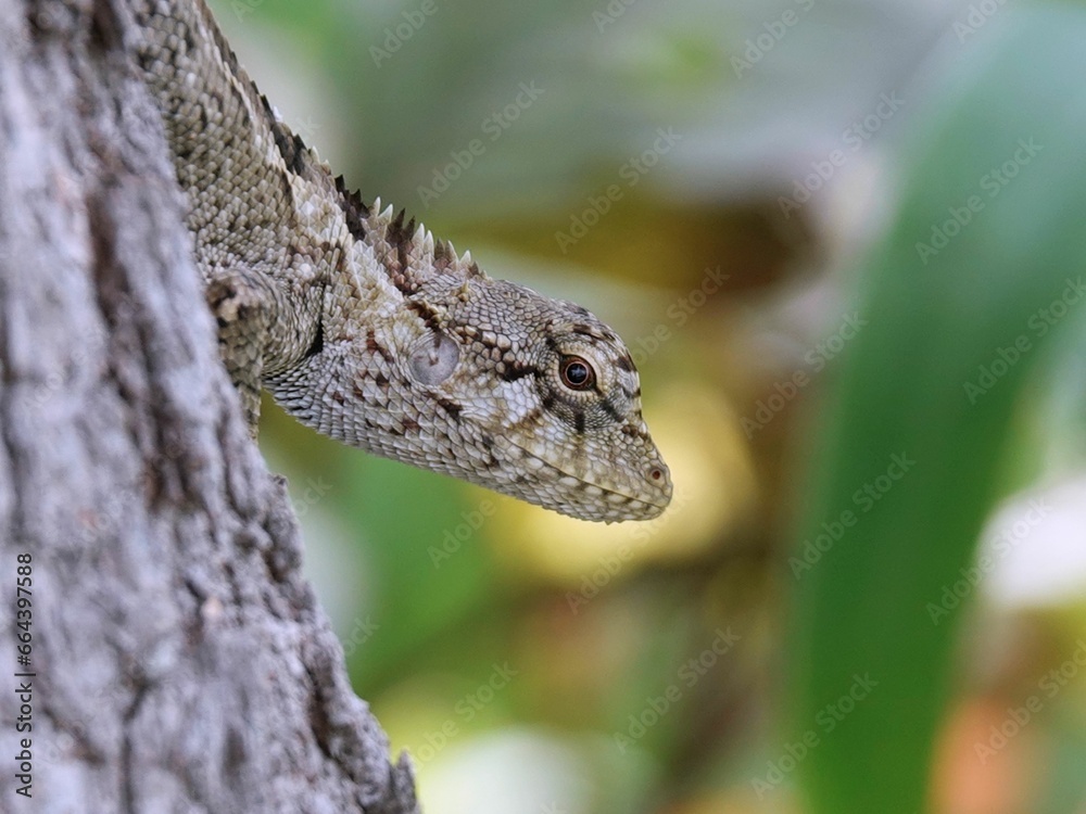 Close-up image of the Taiwan Japalure (Diploderma swinhonis) lizard atop a tree Close-up image of the Taiwan Japalure (Diploderma swinhonis) lizard atop a tree