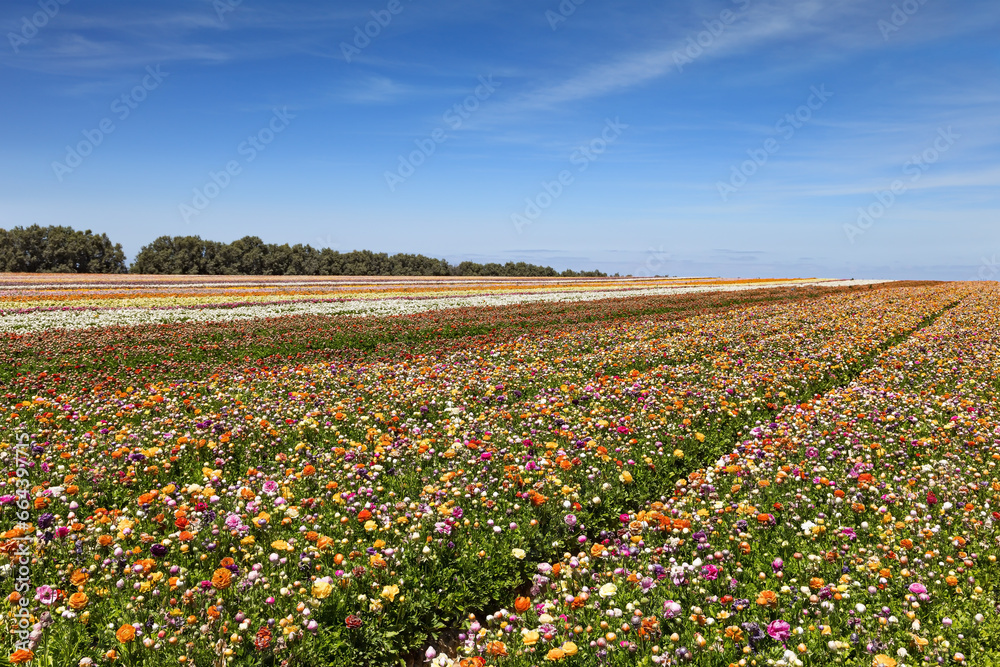  Spring in the south of Israel