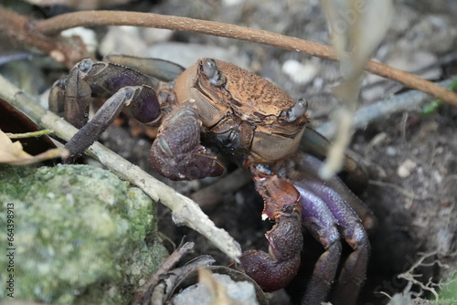 Aratus pisonii, commonly known as the mangrove tree crab, red-jointed fiddler crab, or simply the tree crab, is a species of crab found in mangrove ecosystems|仳氏爾特蟹|红树林树蟹