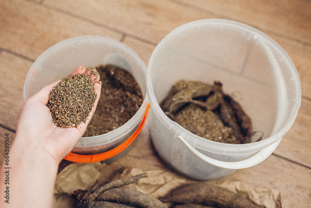 Storing dahlia tubers in vermiculite. Overwintering bulbs at home. Gardener covers clumps with hydrated product Storing dahlia tubers in vermiculite. Overwintering bulbs at home. Gardener covers clumps with hydrated product