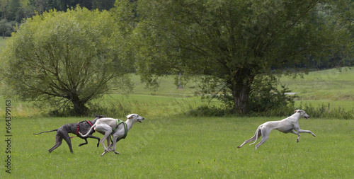 Obraz na płótnie windhunde draussen